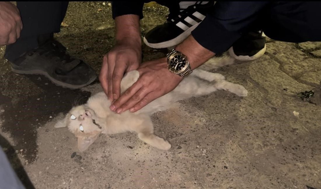 Bingöl’de itfaiye personelinden kediyi kurtarmak için kalp masajı Bingöl’de itfaiye istasyonu önünde akşam saatlerinde meydana gelen olayda, bir