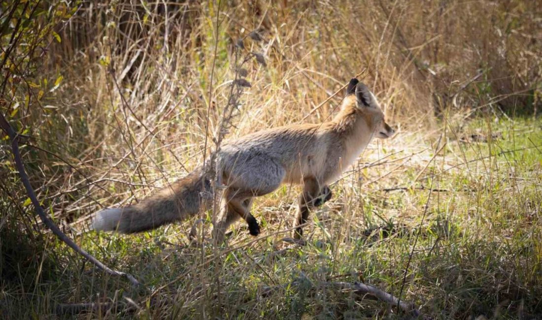 Bingöl’de yiyecek arayan kızıl tilki, doğa fotoğrafçısı tarafından görüntülendi. Doğal
