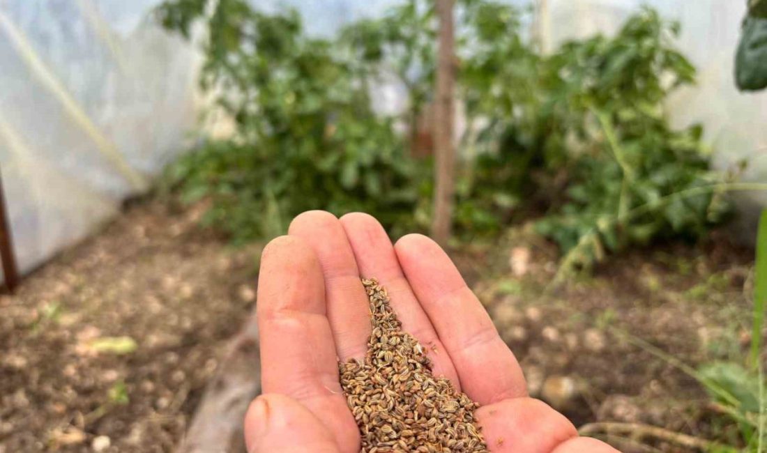 Trabzonlu organik tarım gönüllüsü Fatih Çolak, yıllar önce balkonunda hobi