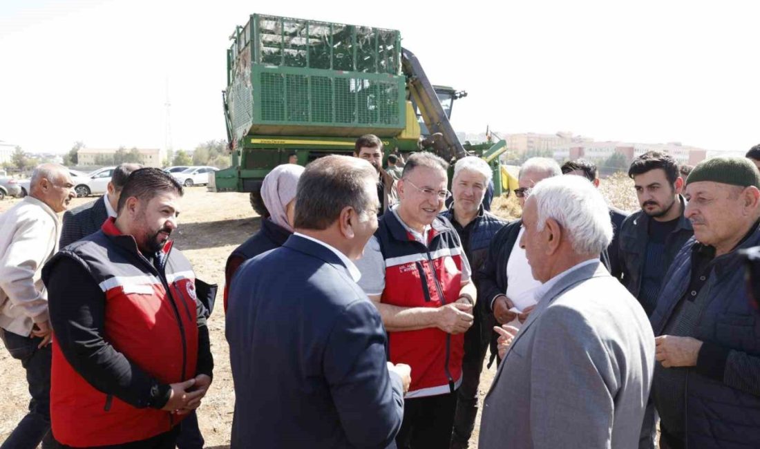 Diyarbakır’ın Bismil ilçesine bağlı Aralık köyünde düzenlenen hasat etkinliği ile