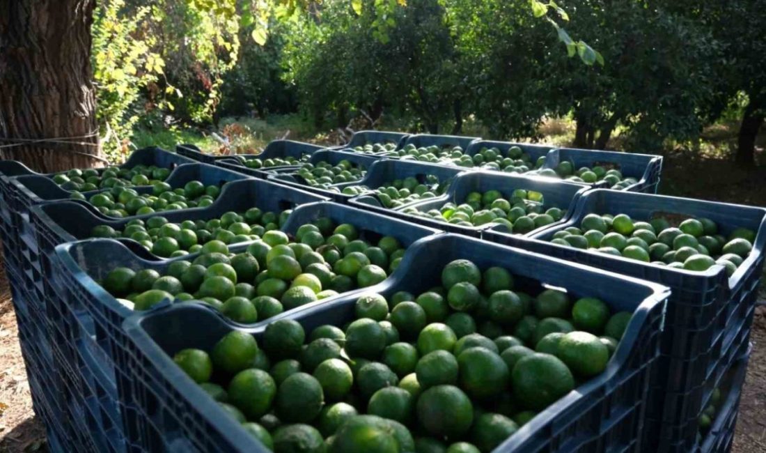 Bodrum Mandalini’nin değerinin artırılması için yapılan çalışmalar sonuç vermeye devam
