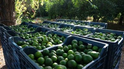 Bodrum Mandalini’nin değerinin artırılması için yapılan çalışmalar sonuç vermeye devam