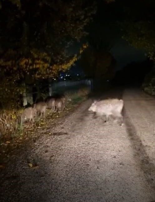 Bolu’da aç kalan domuz sürüsü şehir merkezine yakın bir bölgede