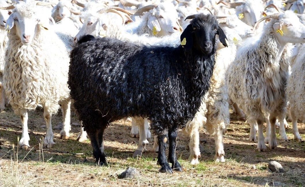 Tarım ve Orman Bakanlığı’nın Ankara (Tiftik) keçisini koruma ve ıslah