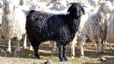 Tarım ve Orman Bakanlığı’nın Ankara (Tiftik) keçisini koruma ve ıslah