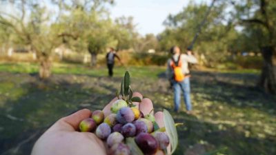 Ulusal Zeytin ve Zeytinyağı Konseyi (UZZK) Başkanı Dr. Mustafa Tan,