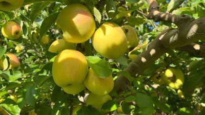 Denizli’nin Buldan ilçesinin yüksek kesimlerinde elma hasadı başladı. Bu yıl