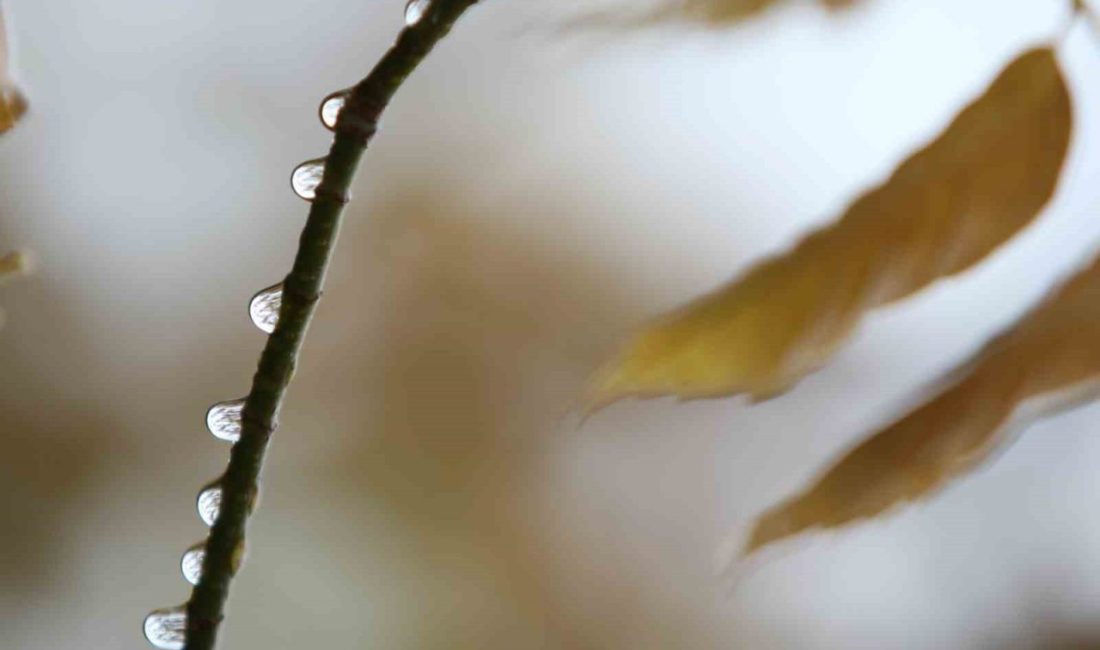 Bursa’da barajları besleyen havzaya, tarımsal üretimin önde geldiği ilçelere, ormanlara