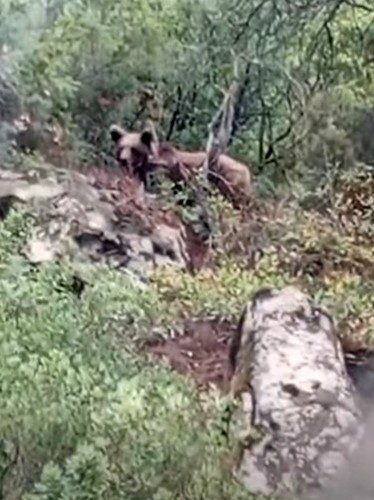 Bursa’nın Orhaneli ilçesinde bir kepçe operatörü, ormanda gördüğü ayıyı cep