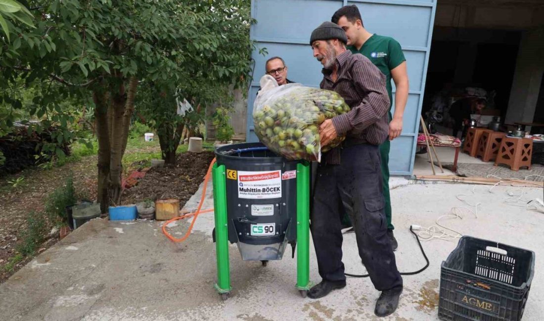 Antalya Büyükşehir Belediyesi, ceviz hasadının başlamasıyla birlikte talepte bulunan mahallelere