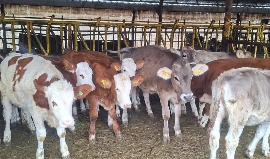 Tekirdağ Tarım ve Orman Müdürlüğü ekiplerince yürütülen hayvan sağlığı çalışmaları