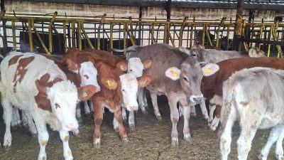 Tekirdağ Tarım ve Orman Müdürlüğü ekiplerince yürütülen hayvan sağlığı çalışmaları