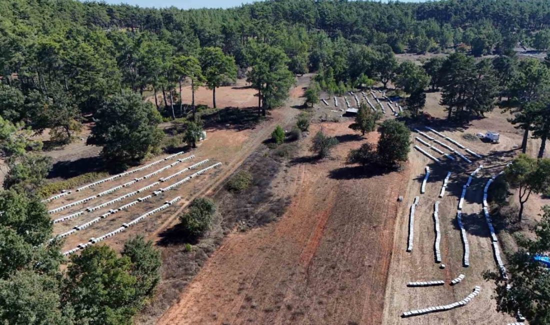 Muğla’da bu yıl mevsim şartlarının elverişli gitmesiyle 20 bin ton
