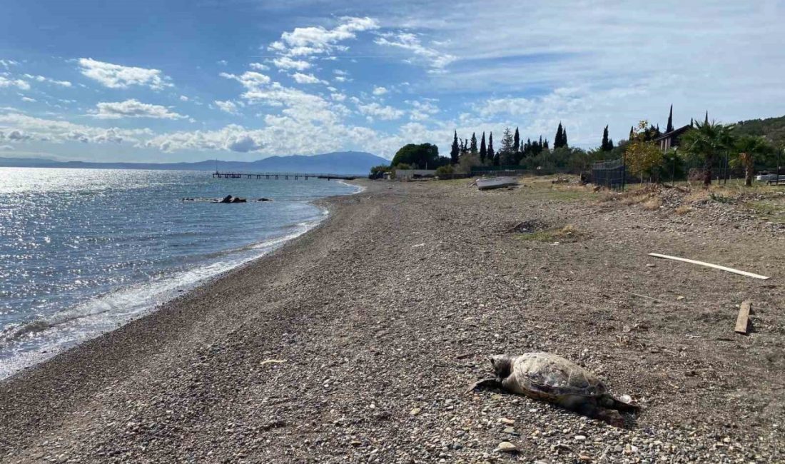 Çanakkale’nin Ayvacık ilçesi sahilinde 2 tane caretta caretta türü deniz