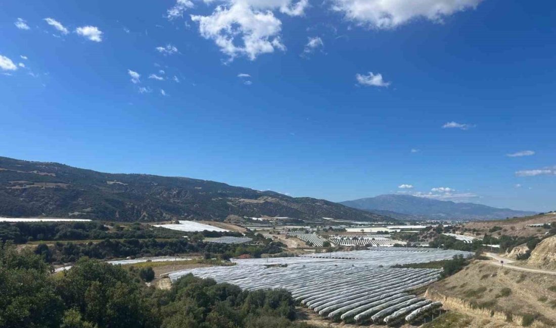 DENİZLİ (İHA) – Denizli’nin Buldan ilçesinde yetiştirilen meşhur çekirdeksiz Sultaniye