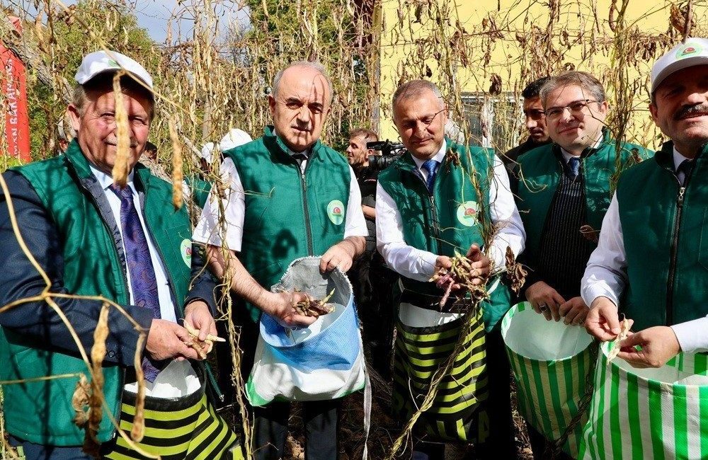 Ordu’nun Akkuş ilçesinde coğrafi işaret tescilli Akkuş Şeker Fasulyesi’nin 5.