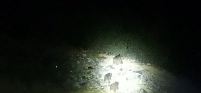 Çukurca yoluna inen ayı ailesi görüntülendi HAKKARİ (İHA) – Hakkari’nin Çukurca ilçesinde kara yoluna inen ayı