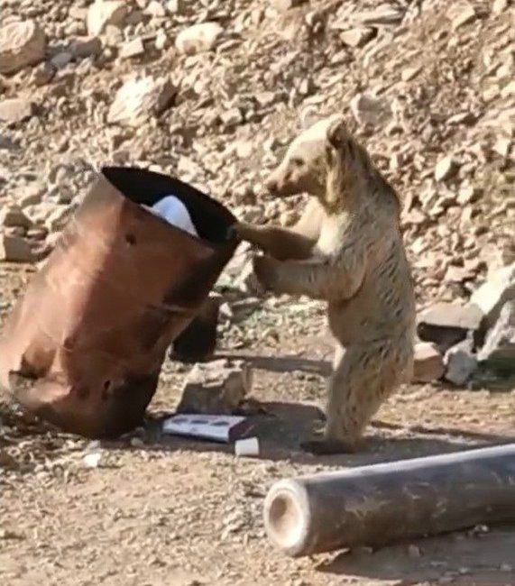 Hakkari’nin Çukurca ilçesinde bir ayı, yiyecek bulmak için çöp kovasını