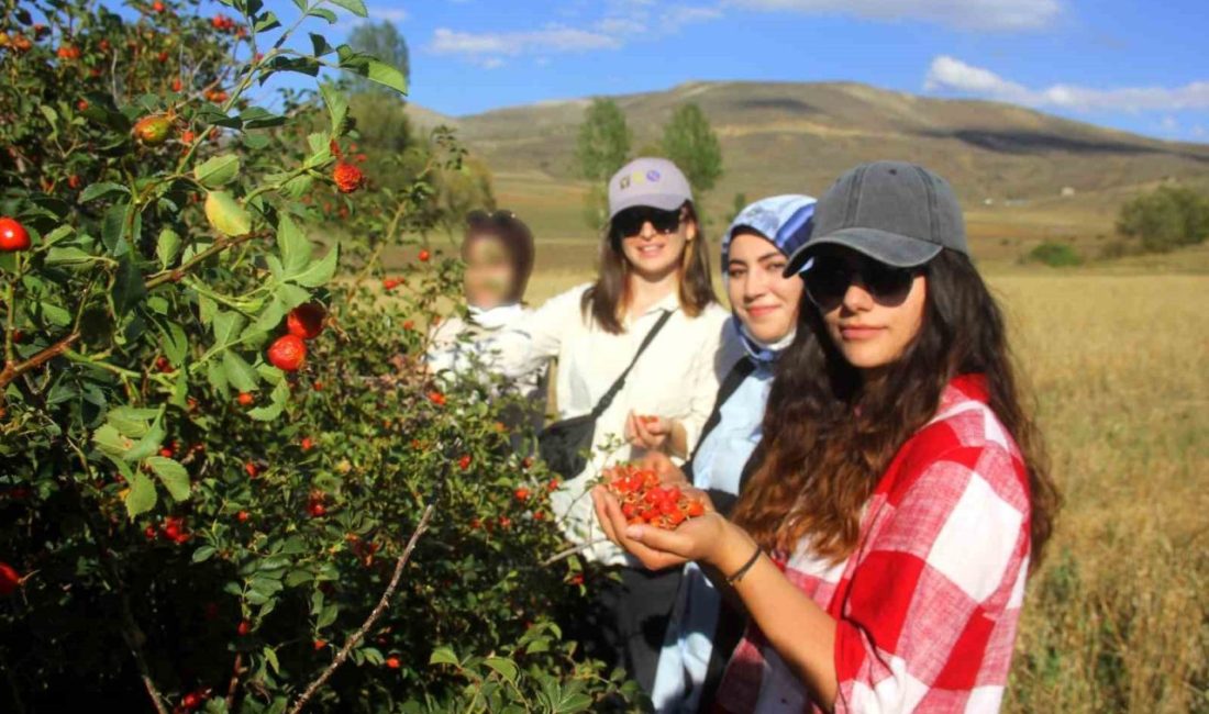 Daldan kavanoza kuşburnunun hikayesi Doğada organik olarak yetiştiği için en saf meyvelerden birisi sayılan