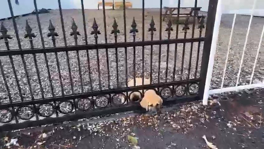 Hatay’da sağlık ocağının demir kapısına sıkışan yavru köpek, itfaiye ekiplerinin