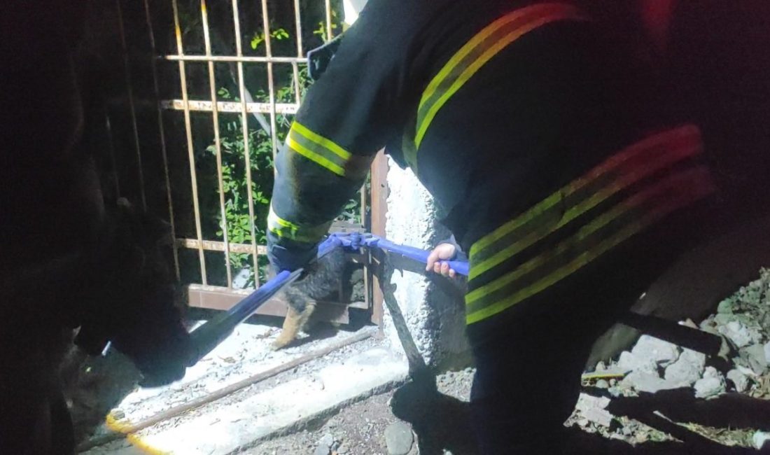 Demir korkuluklara sıkışan yavru köpek itfaiye ekiplerince kurtarıldı Hatay’ın Arsuz ilçesinde demir korkuluklara sıkışan yavru köpek, itfaiye ekiplerinin