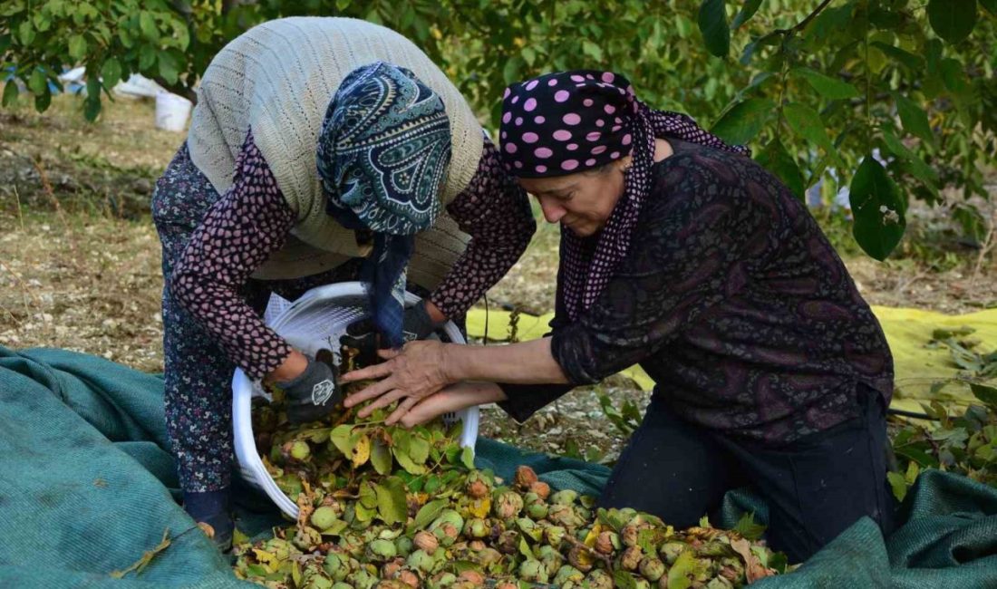 Demirci’de ceviz hasadına başlandı Manisa’nın Demirci ilçesinde yılda 13 bin 400 dekar alanda yaklaşık