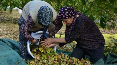 Manisa’nın Demirci ilçesinde yılda 13 bin 400 dekar alanda yaklaşık
