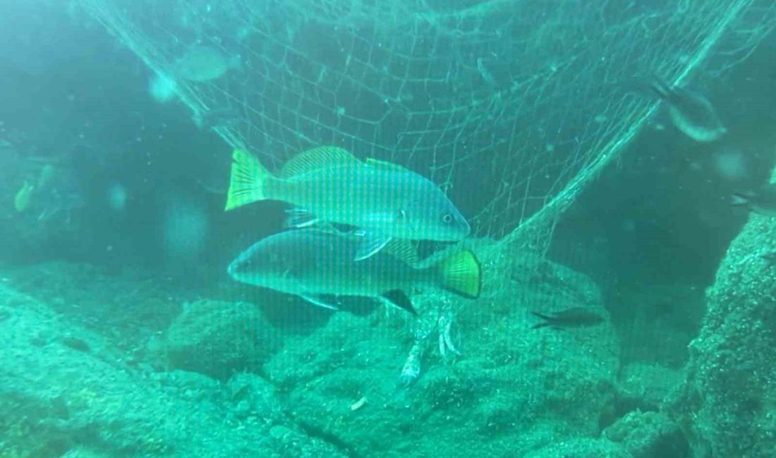 Karadeniz’de her yıl bin kilometrenin üzerinde balıkçı ağı denizin karanlık