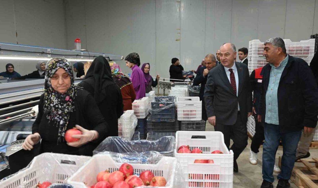 25 dekar alanda yapılan üretim ile Türkiye’nin 5’inci nar deposu