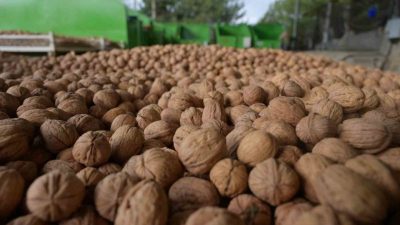 Modern kapama ceviz bahçeleriyle Türkiye’nin önde gelen üretim noktalarından Denizli’de