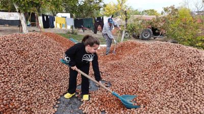 Edirne’nin İpsala ilçesine bağlı Karaağaç köyünde, devletin 49 yıllığına ceviz