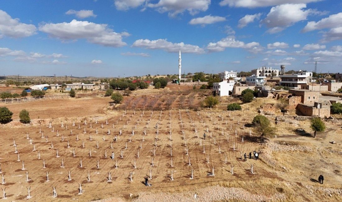 Mardin’in Ömerli ilçesinde atıl durumdaki tarım arazileri, modern bağcılık projesiyle