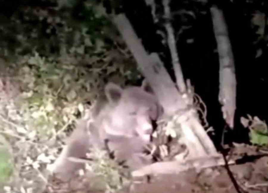 DÜZCE (İHA) – Düzce’de dikenli tellere takılarak mahsur kalan ayı,