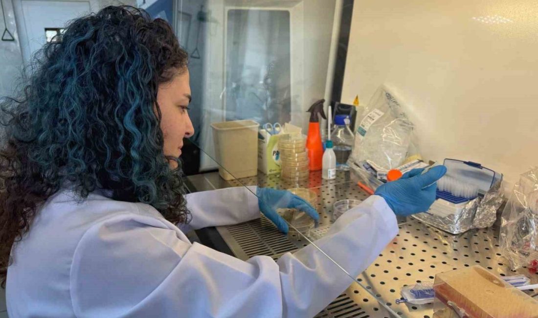 Bor destekli proje, diyabet hastalarının yaralarının daha hızlı iyileşmesine umut