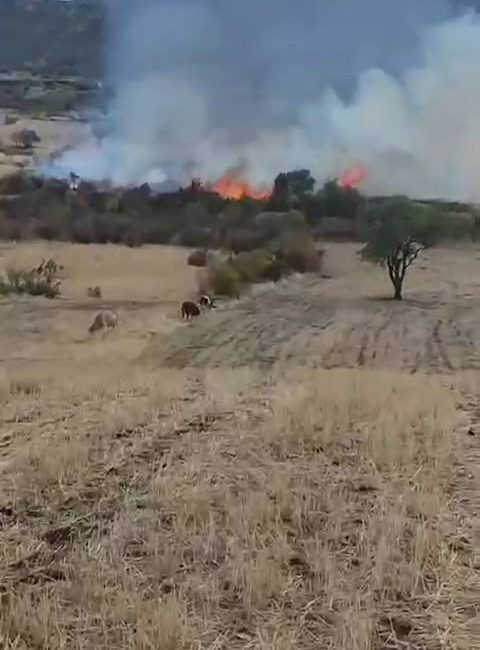 Diyarbakır’ın Hazro ilçesinde otluk alanda çıkan yangında onlarca ağaç kül