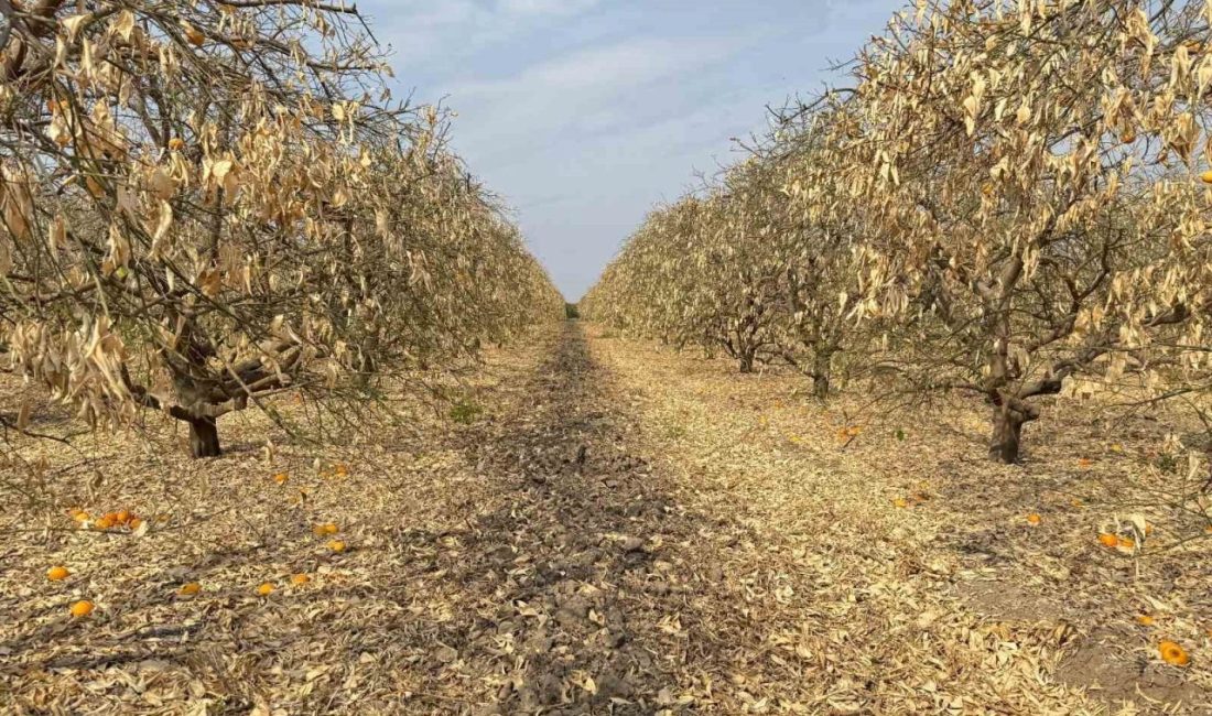 Adana Yüreğir Ziraat Odası Başkanı Mehmet Akın Doğan, zirai don