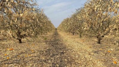 Adana Yüreğir Ziraat Odası Başkanı Mehmet Akın Doğan, zirai don