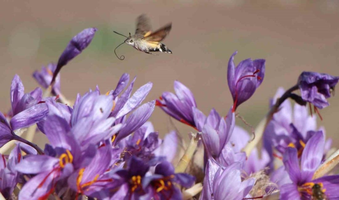 Dünyanın en pahalı baharatı olarak bilinen safran, üretildiği Amasya’da 1