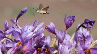 Dünyanın en pahalı baharatı olarak bilinen safran, üretildiği Amasya’da 1