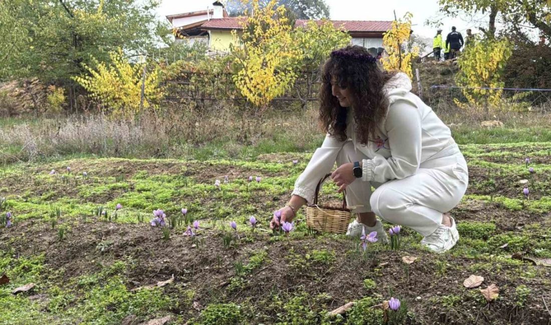 ’Dünyanın en pahalı baharatı’ safranın kilogramı 600 bin liradan satılacak UNESCO Dünya Miras Listesi’nde yer alan Karabük’ün Safranbolu ilçesiyle özdeşleşen