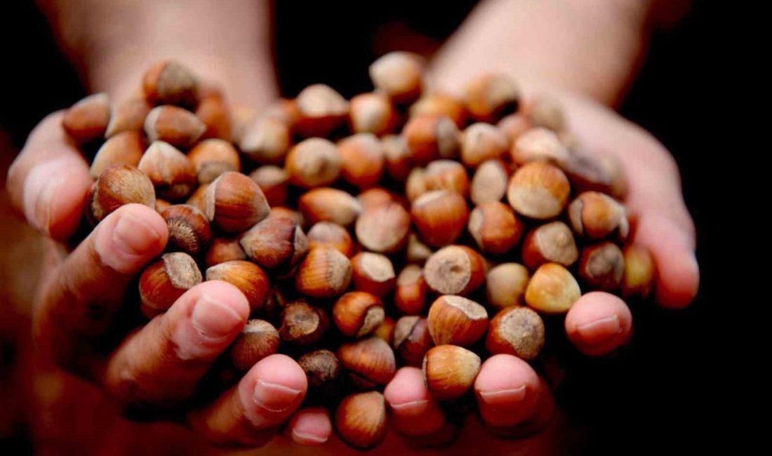 DÜZCE (İHA) – Düzce’den Avrupa Birliği (AB) ülkelerine dokuz ayda