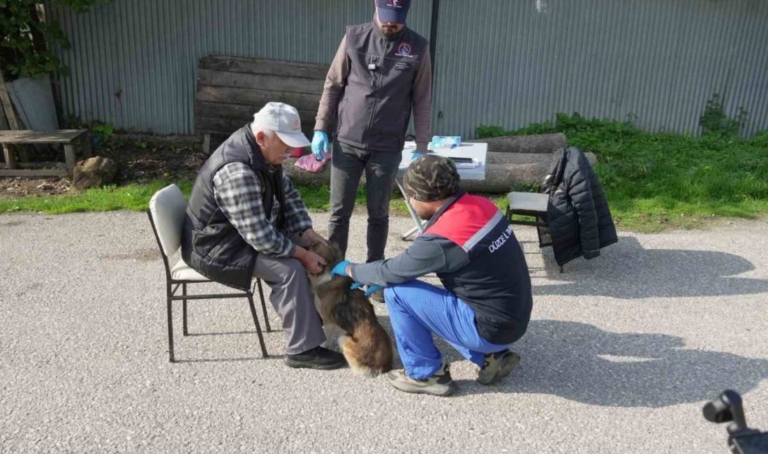 Düzce’de 175 köpek yerinde sahiplendirildi Düzce Belediyesi Veteriner İşleri Müdürlüğü, Tarım İl Müdürlüğü veteriner hekimleriyle