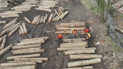 DÜZCE(İHA) – Düzce’nin orman ürünleri üretiminin arttırılması için çalışmaları sürürken