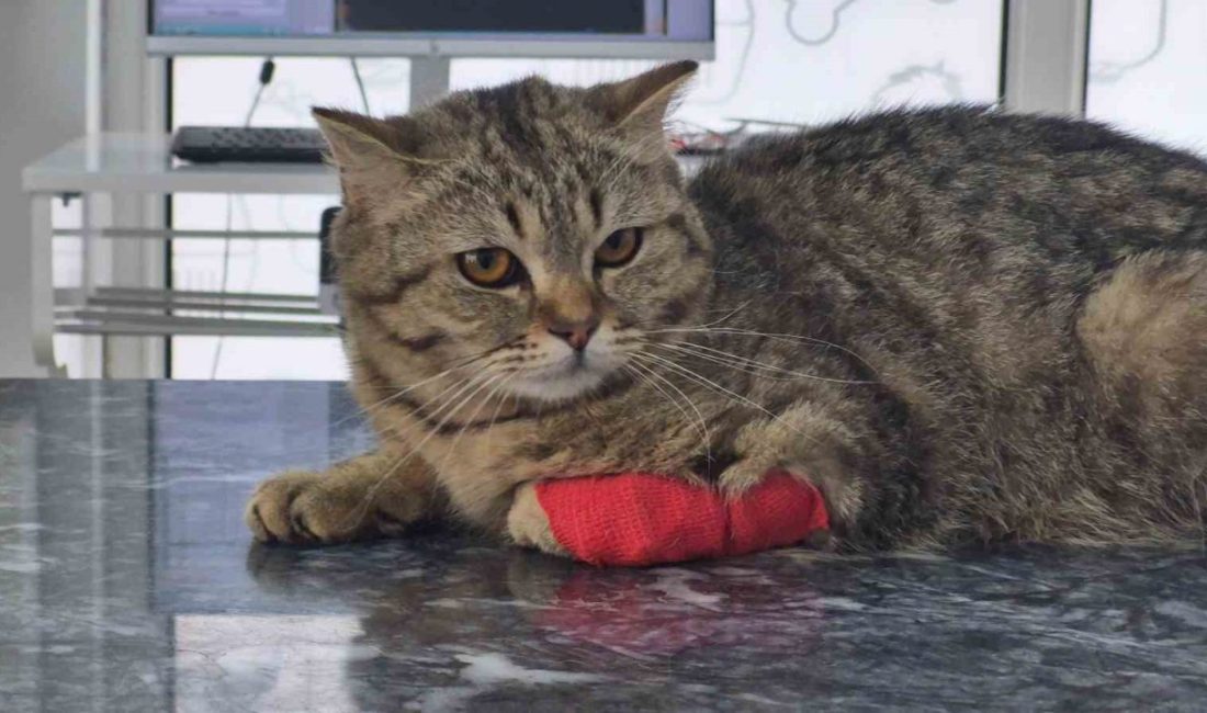 DÜZCE (İHA) – Düzce’den yedi ayda 927.495 ton kedi ve