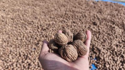 Edirne’nin İpsala ilçesine bağlı Karaağaç köyünde ceviz hasadı başladı. Ceviz