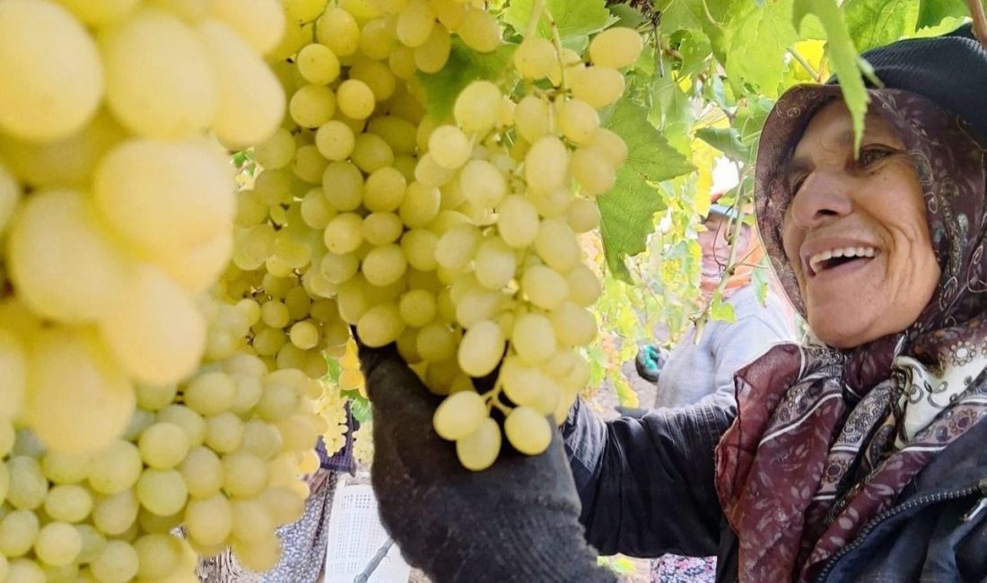 Manisa’nın Sarıgöl ilçesinde örtü altındaki üzümler, ekim sonuna gelinmesine rağmen