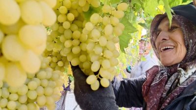 Manisa’nın Sarıgöl ilçesinde örtü altındaki üzümler, ekim sonuna gelinmesine rağmen