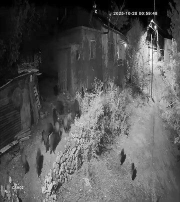 Elazığ’da aç kalan domuz sürüsü, bir evin bahçesine girerek yiyecek