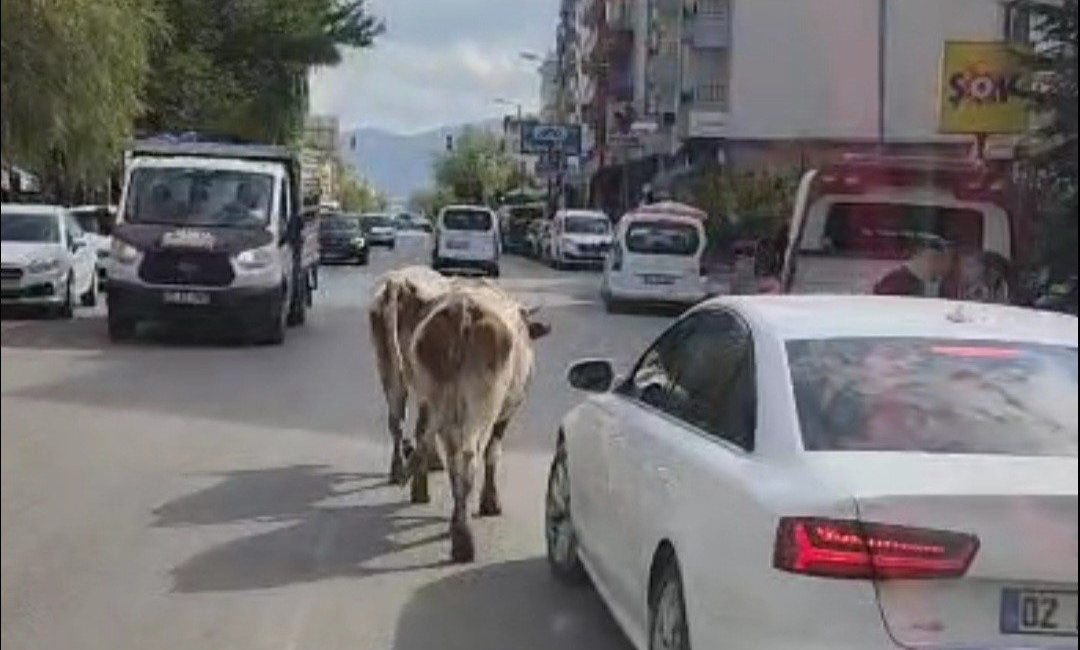 Elazığ’ın Karakoçan ilçesinde iki inek ilçe merkezine indi. Caddede gezen