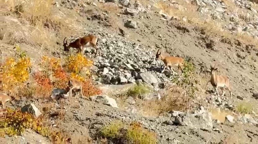 Elazığ’da koruma altındaki dağ keçileri, sürü halinde otlanırken görüntülendi. Nesli